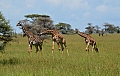 0150 Serengeti