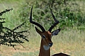 0151 Serengeti