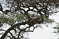 0152 Serengeti