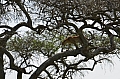 0153 Serengeti