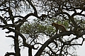 0154 Serengeti