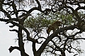 0155 Serengeti