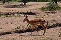 0160 Serengeti