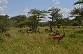 0161 Serengeti