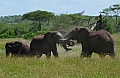 0163 Serengeti