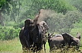 0164 Serengeti