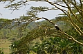 0165 Serengeti