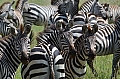 0166 Serengeti