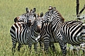 0167 Serengeti