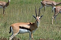 0169 Serengeti