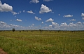 0170 Serengeti