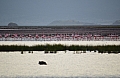 0196 Lake Natron