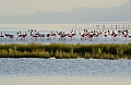 0199 Lake Natron