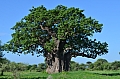 0209 Tarangire NP
