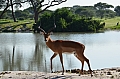 0210 Tarangire NP