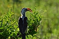 0211 Tarangire NP