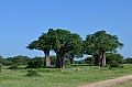 0212 Tarangire NP
