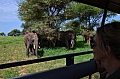 0214 Tarangire NP