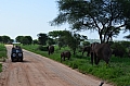 0216 Tarangire NP