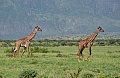 0217 Tarangire NP