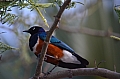 0218 Tarangire NP