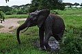 0219 Tarangire NP