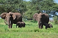 0221 Tarangire NP