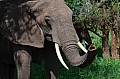 0222 Tarangire NP