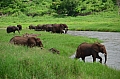 0225 Tarangire NP