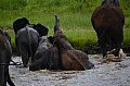 0226 Tarangire NP