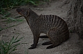 0227 Tarangire NP