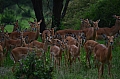 0229 Tarangire NP