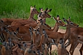 0230 Tarangire NP