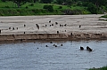 0235 Tarangire NP
