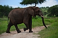 0239 Tarangire NP