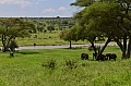 0242 Tarangire NP