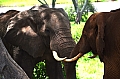 0243 Tarangire NP