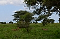 0244 Tarangire NP