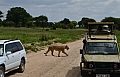0245 Tarangire NP