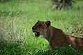 0246 Tarangire NP
