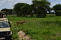0247 Tarangire NP