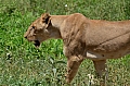0248 Tarangire NP