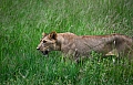 0249 Tarangire NP