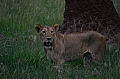0250 Tarangire NP