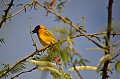 0253 Tarangire NP
