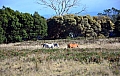 0092 Freycinet NP