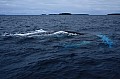 064 Vava'u - Whales in the wild