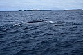065 Vava'u - Whales in the wild