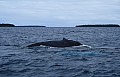 066 Vava'u - Whales in the wild
