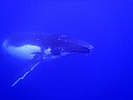 067 Vava'u - Whales in the wild